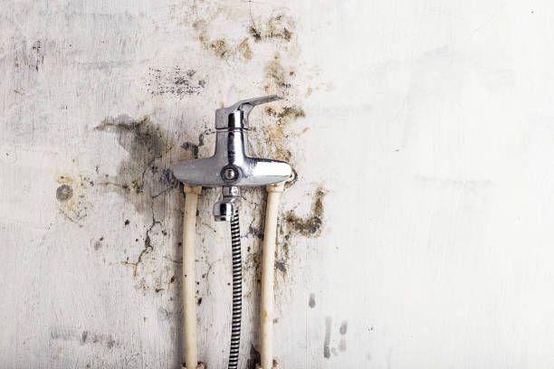 Best Certified Mold Removal  in North Liberty, IN