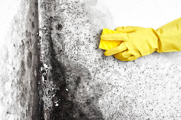 Best Emergency Mold Removal  in North Liberty, IN