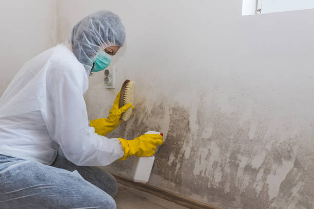 Best Local Mold Removal Service  in North Liberty, IN