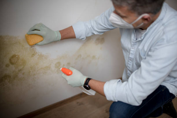 Best Black Mold Removal  in North Liberty, IN