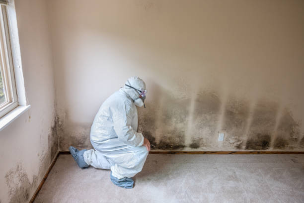 Best Mold Cleaning Services  in North Liberty, IN