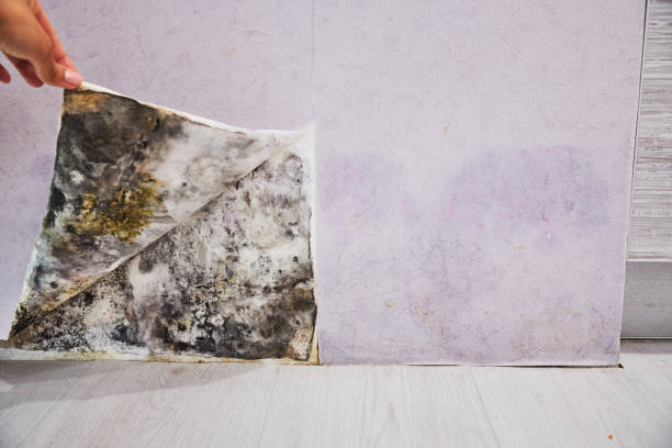 Attic Mold Removal in North Liberty, IN
